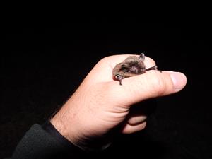 minimálne 28 - ročný jedinec