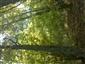 Teplomilné panónske dubové lesy (29.9.2014)