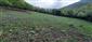 jašterica múrová (18.5.2022)