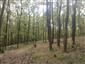 Karpatské a panónske dubovo-hrabové lesy (14.10.2014)