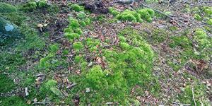 Leucobryum glaucum.