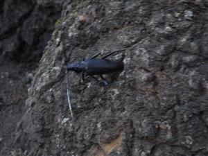 Cerambyx cerdo
