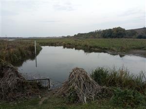 Pohľad na jv meander Žitavy s JV stavidlom a hrádzou, v širšom okolí a tu biotop Hyla arborea. Foto: 13.10.2022, J.Lengyel.