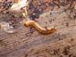 TMP, larva Cucujus cinnaberinus