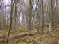 plocháč červený (18.4.2022)