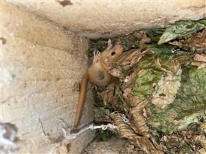 Muscardinus avellanarius v budke na ploche TML_DryoNite_031