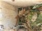 Muscardinus avellanarius v budke na ploche TML_DryoNite_031