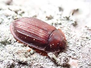Ostoma ferruginea