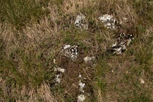 Malé plošky odpovídající sledovanému biotopu.