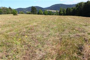 detaily kvitnúcich a odkvitajúcich rastlín vyznačené farebnými oválmi