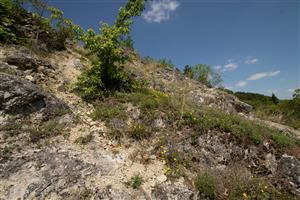 Pionýrská společenstva Alysso Sedion