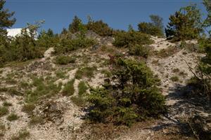 Solitérní jalovce upomínají na pastevní minulost lokality