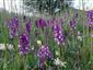 Suchomilné travinnobylinné a krovinové porasty na vápnitom podloží (*dôležité stanovištia Orchideaceae) (9.5.2022)