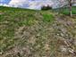 jašterica bystrá (29.5.2022)