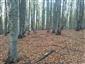 Bukové a jedľové kvetnaté lesy (1.10.2014)