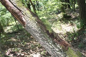 Odumretý kmeň duba na ktorom bol potvrdený výskyt sledovaného druhu