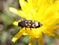 Acmoaedera degener