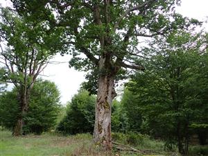 TMP2 (Koháryho duby)