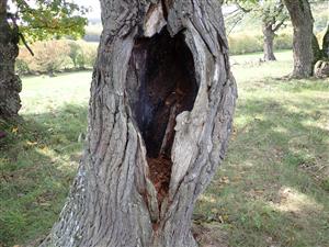 TMP4, potenciálne vhodný strom s dutinou