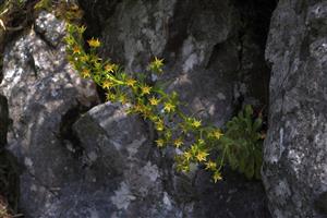 Saxifraga mutata