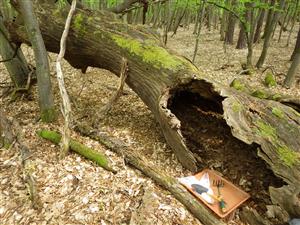 TMP1, padnutý strom s nálezom trusu pižmovca