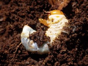 TML, larva Gnorimus sp.