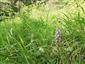 Suchomilné travinnobylinné a krovinové porasty na vápnitom podloží (*dôležité stanovištia Orchideaceae) (27.6.2022)