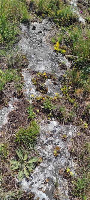 Detail biotopu na TML