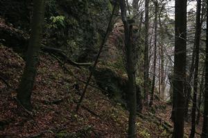 Fotografia zachytáva biotopy v TML.