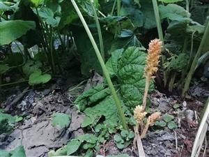 detail biotopu s Orobanche flava