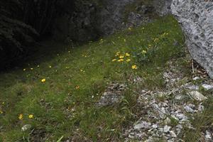 biotop s kvitnúcim Buphthalmum salicifolium