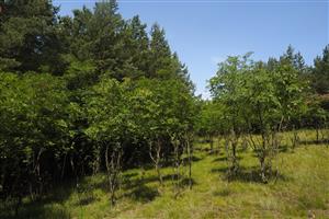 Fraxinus ornus na TML
