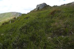 pohľad na lokalitu, prevažuje Calamagrostis villosa