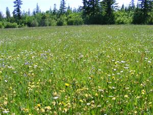 pohľad na zakvitnuté spoločenstvo v aspekte