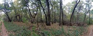 Pohľad na južnú časť TML Veľký les (súčasť PR), foto: 21.10.2022, J.Lengyel.