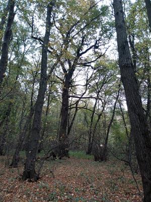 Pohľad na časť TML Veľký les (súčasť PR), foto: 21.10.2022, J.Lengyel.