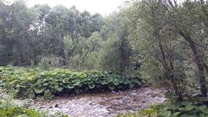 Porasty s dominujúcim druhom Petasites hybridus na štrkových náplavoch v blízkosti vodného toku.