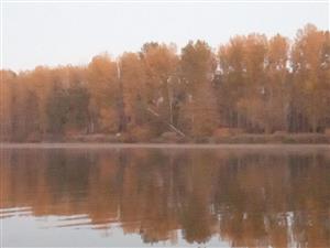 Pohľad na hlavné Bačianske rameno, časť TML   Bačianske rameno, v pozadí topoľ šľachtený zhryzený bobrom Castor fiber. Foto: 18.10.2022, J.Lengyel.