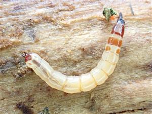 Xylophagus c.f. ater