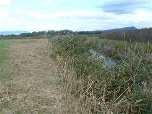 TML (úpravy litorálu)