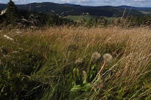 Trommsdorfia uniflora na TML