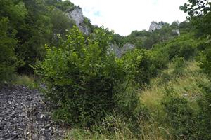 Sukcesia na lokalite