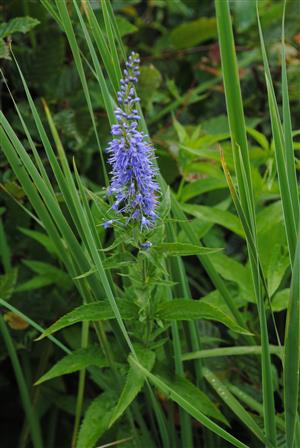 Pseudolysimachion longifolium	