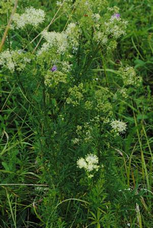 Thalictrum lucidum