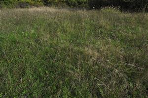 nepokosený kúsok TML