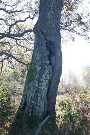 Fotografia zachytáva dutinu s výskytom Osmoderma eremita.