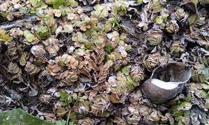 druhy spirodelky a salvínie na obnaženom dne po poklese vody