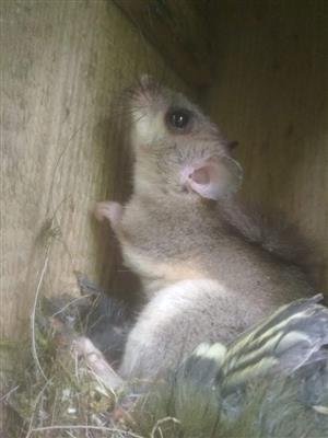 sprievodný druh na TML - Glis glis