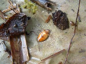 Graphoderus bilineatus