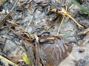 Hydaticus transversalis